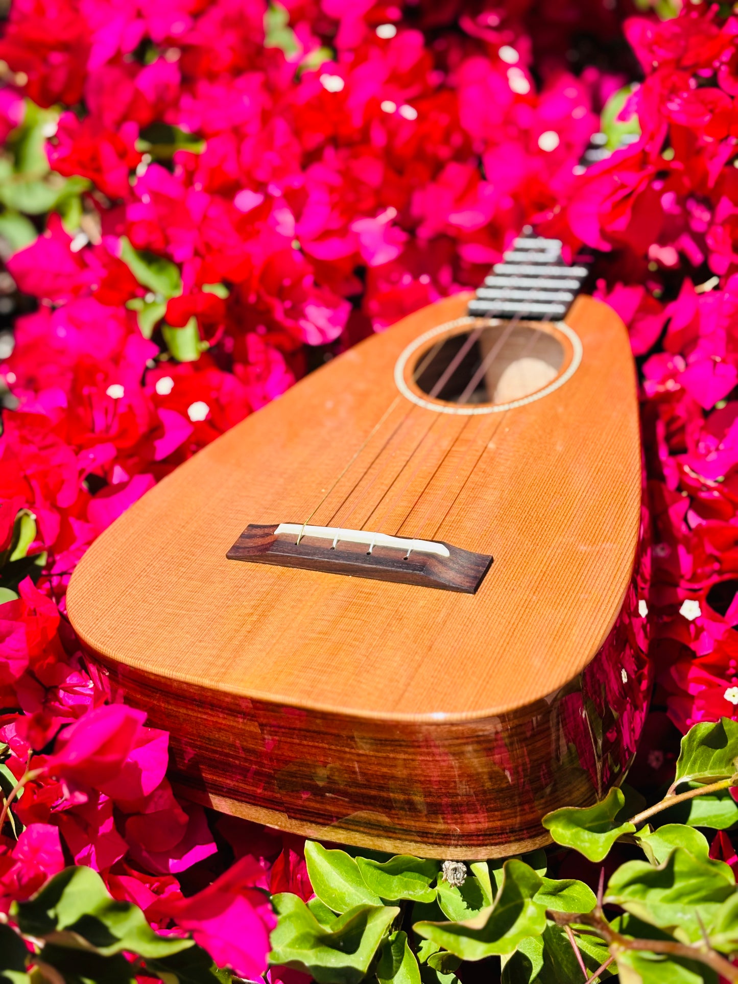 Gorgeous "Vibrante" Cedar Top Tiny Tenor Low G Ukulele Bundle Includes Case, Shipping, Humidifier and More!